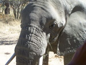 Namibia 4x4 Rentals | Elephant Close Up