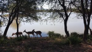 Impala on the Okavango River bed