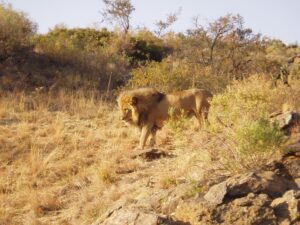 Namibia 4x4 Rentals | Male Lion