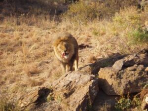 Namibia 4x4 Rentals | Male Lion Eating
