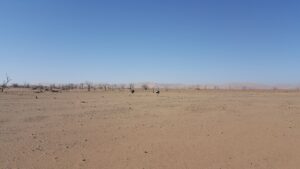 Namibia 4x4 Rentals | Petrified Forest Sossusvlei
