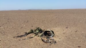 Welwitschia Plant in Namib Desert
